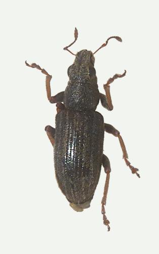 Sitona lineatus